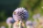 Preview: Kugeldistel (Echinops spec.)