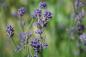 Preview: Lavendel de l'Alp Aromaspray (50ml)