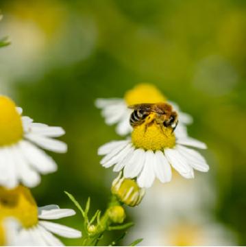 Kamille Echte (Matricaria recutita)
