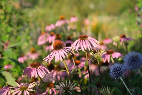 Heilkräuter Samenmischung