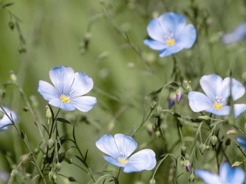 Alpen-Lein (Linum alpinum)