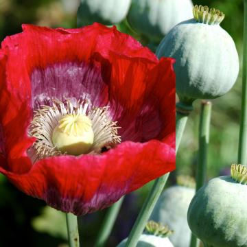 Alpine Permakultur Onlineshop - Biologisches Saatgut