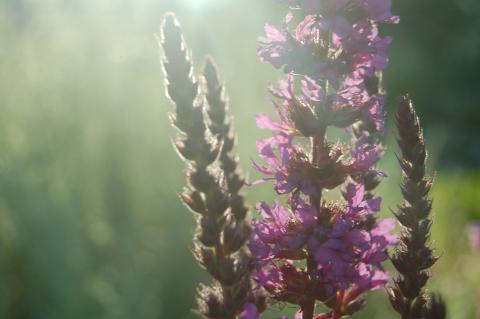 Schweibenalp Schattenpracht Samenmischung