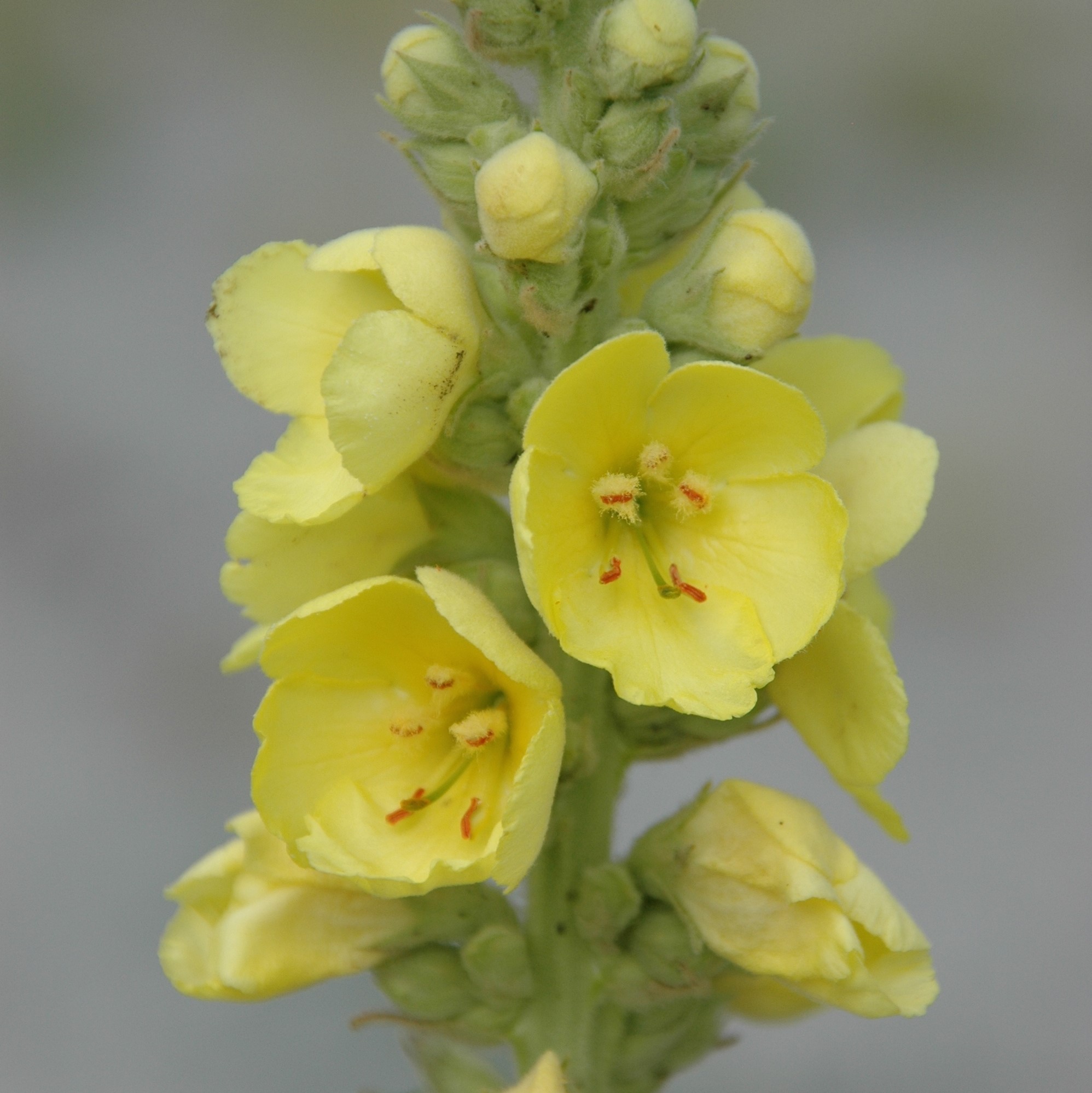 Alpine Permakultur Onlineshop - Biologisches Saatgut