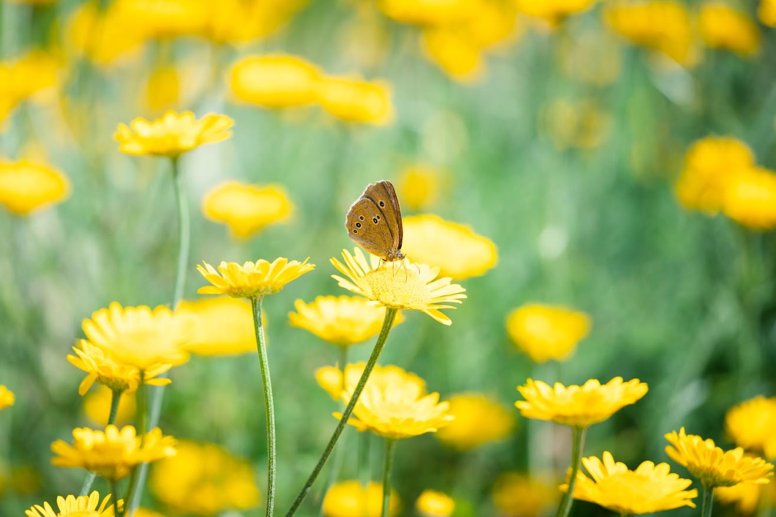 Arthemis Tinctoria mit einem schmetterling