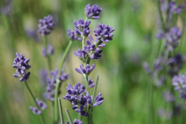 Lavendel de l'Alp Aromaspray (50ml)