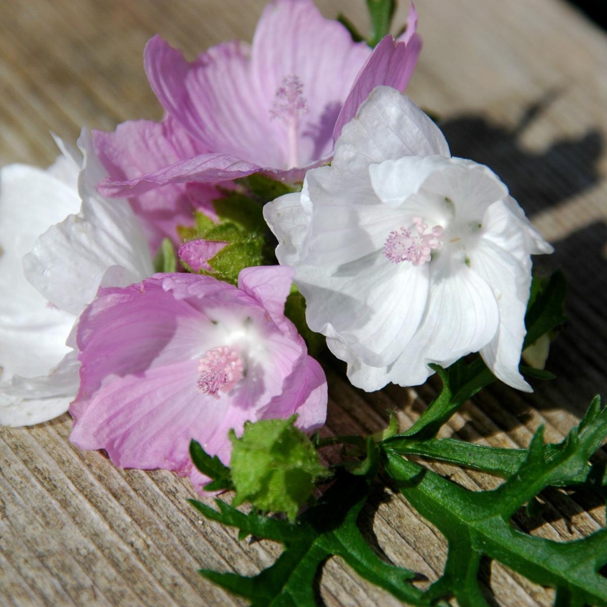 Malven Mix (Malva alcea / Malva moschata) Saatgut