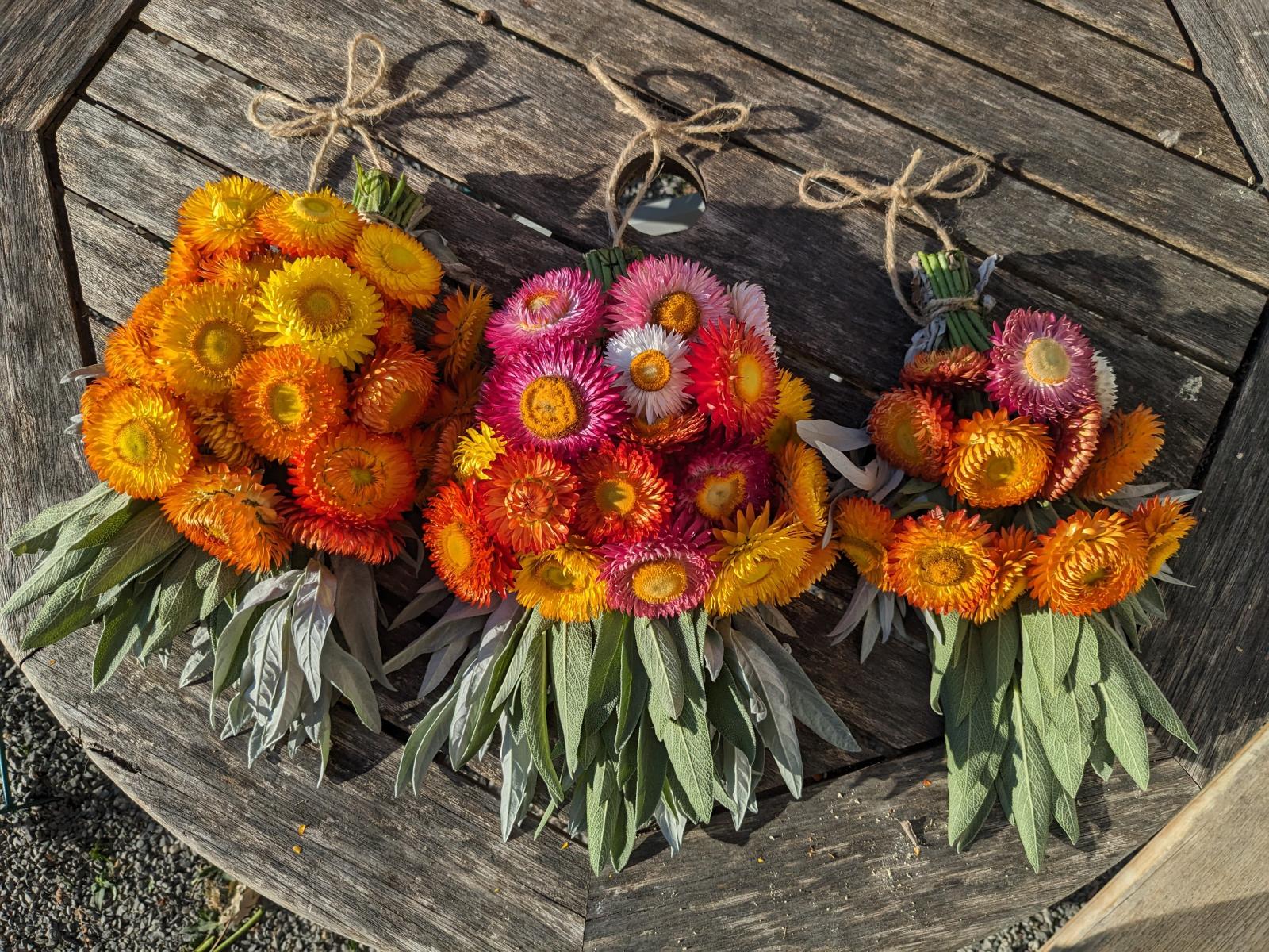 Gold-Strohblume (Xerochrysum bracteatum)