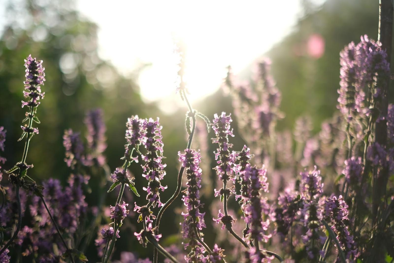 Blüten-Symphonie Samenmischung