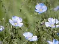 Alpen-Lein (Linum alpinum)