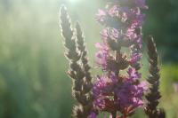 Schweibenalp Schattenpracht Samenmischung