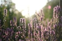 Blüten-Symphonie Samenmischung