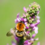 Bunte Wiesenblumen Samenmischung